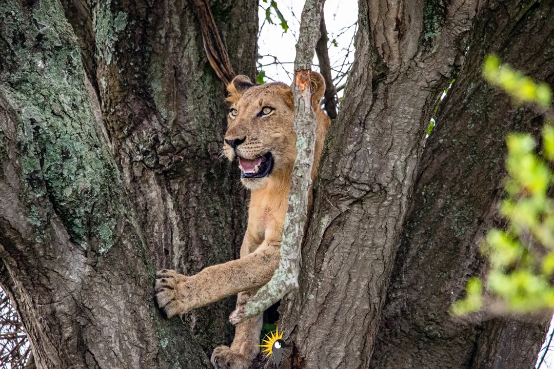 lioness in a tree
                              