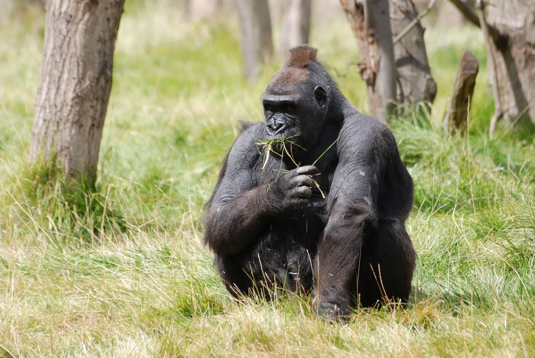 Lowland gorilla