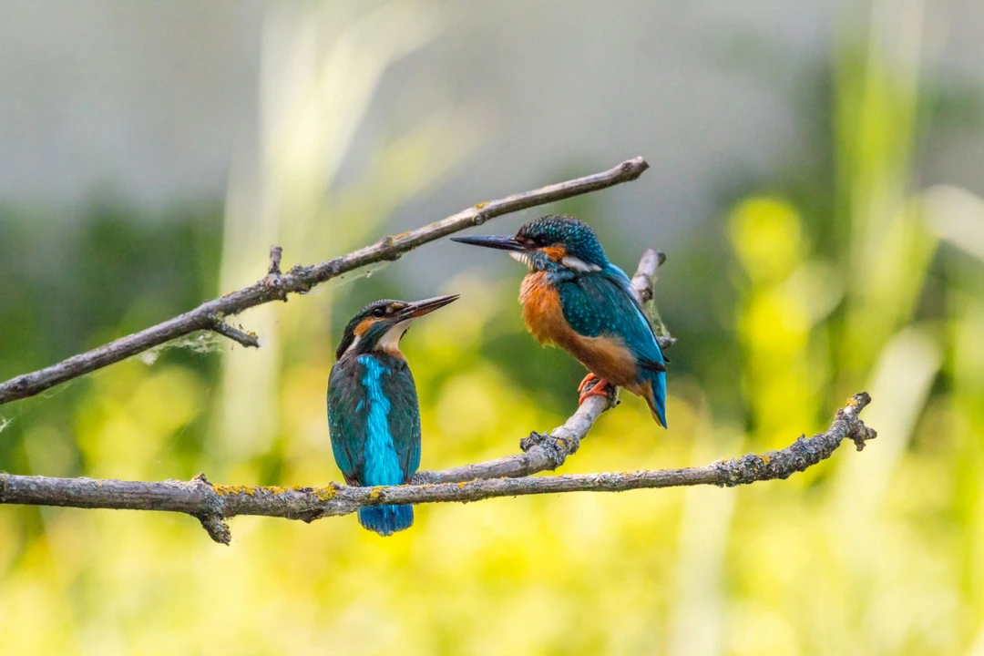 Malachite Kingfisher