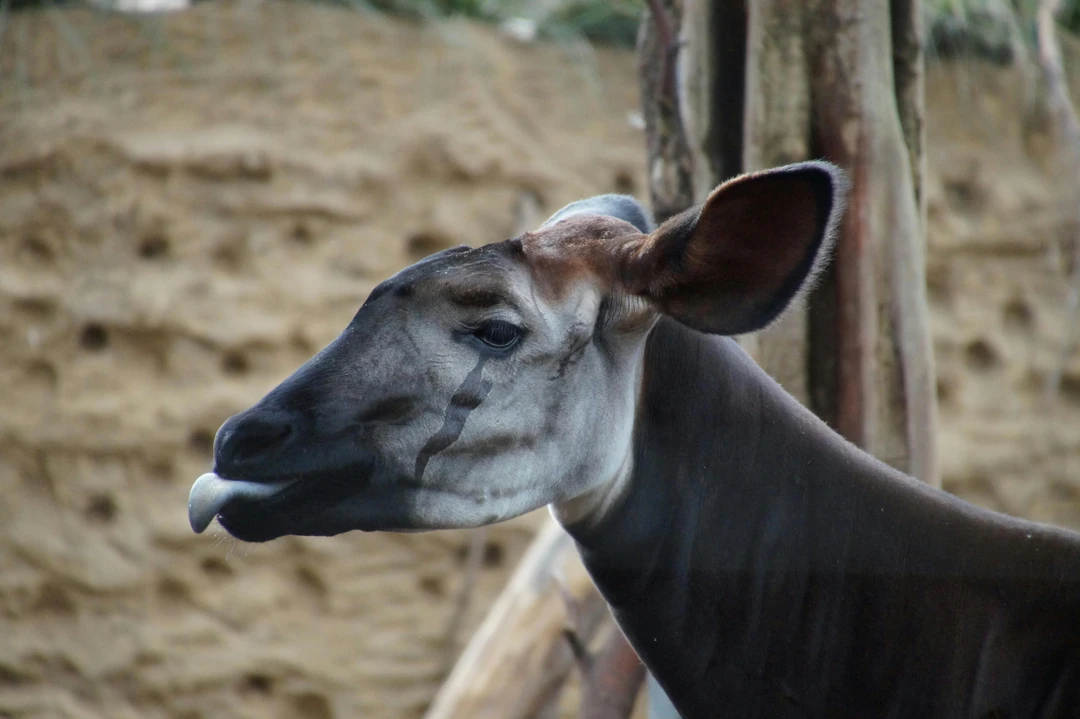 Okapi