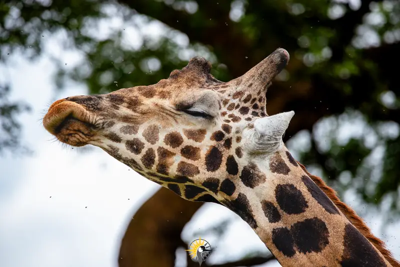 Giraffe head