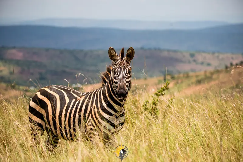 zebra in akagera national park