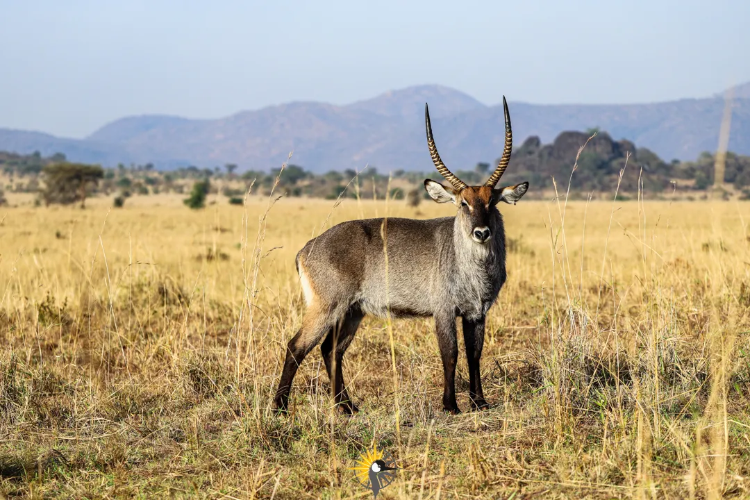 Water buck in Kidepo Valley NP