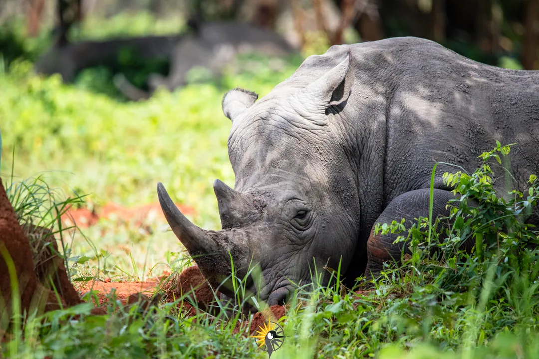 Rhino at Zziwa