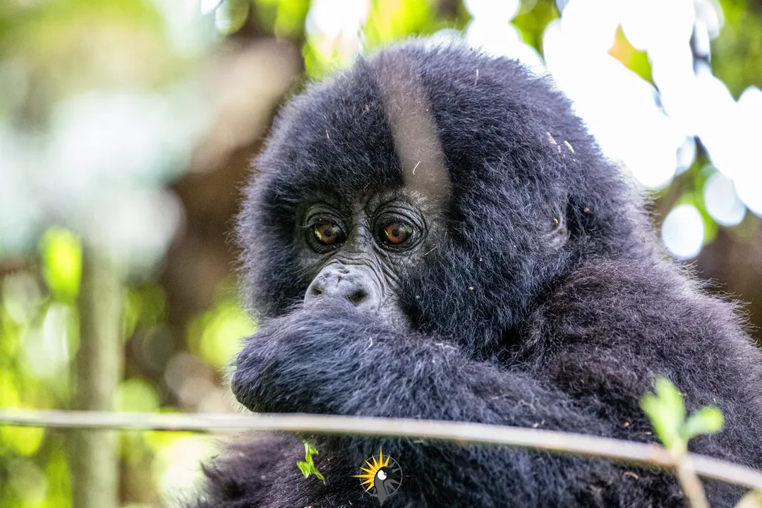 Young gorilla in Bwindi