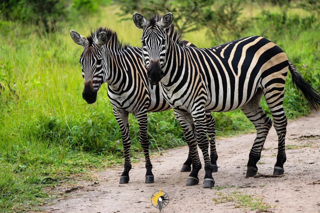 Zebras in lake mburo national park