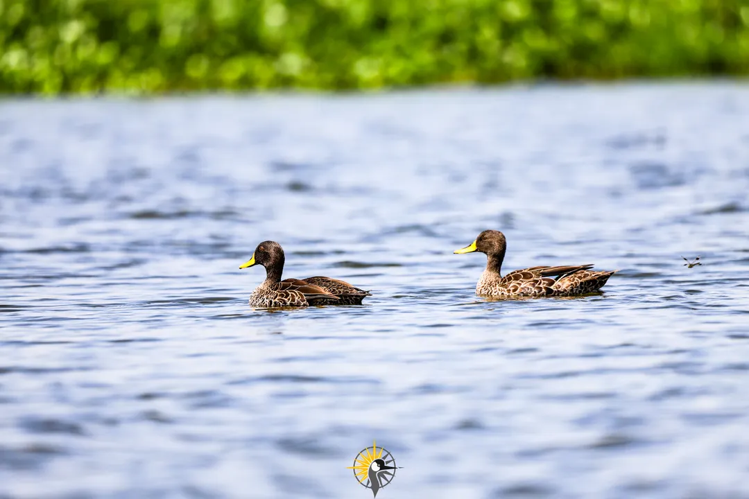 birds on the source of the Nile