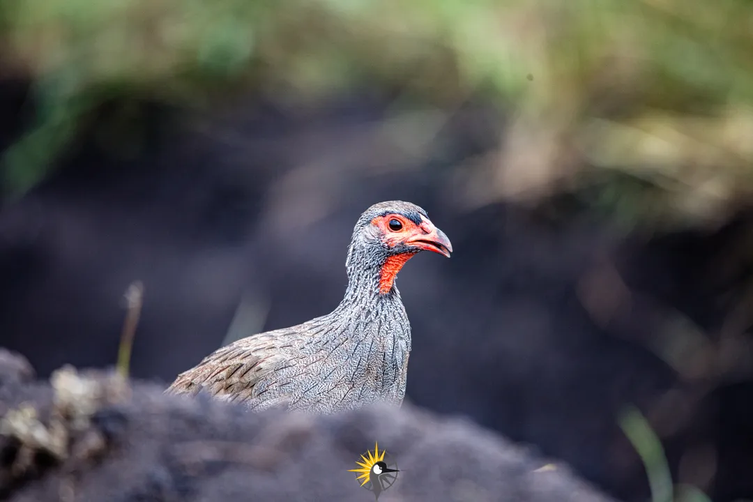 Red necked fowl