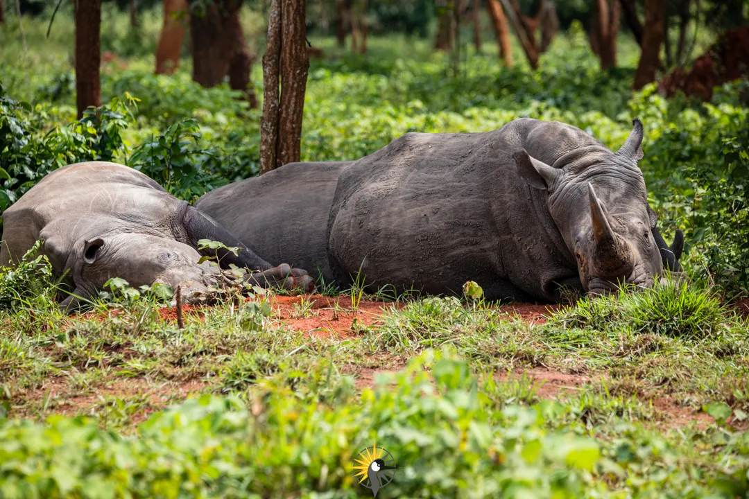 Rhinos chilling
                              