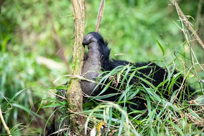 Gorilla leg