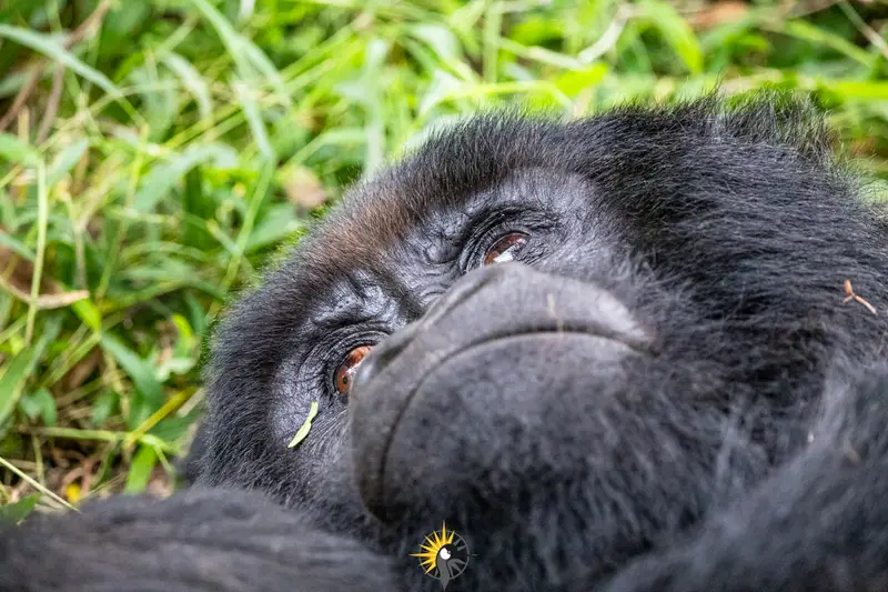 a head of a gorilla