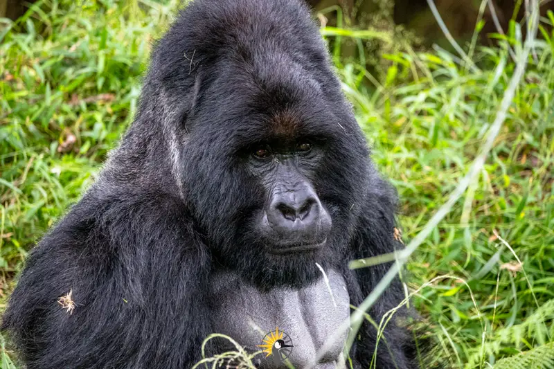 Silverback gorilla very close