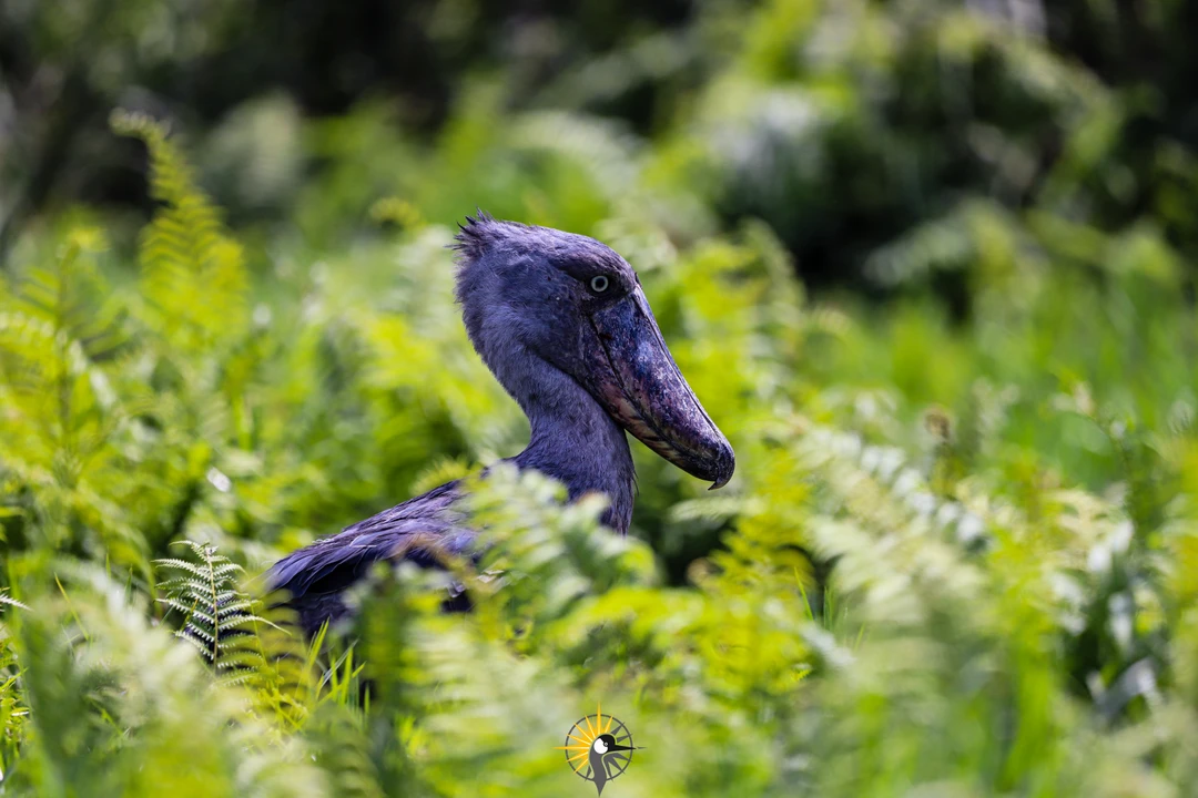 shoebill stock