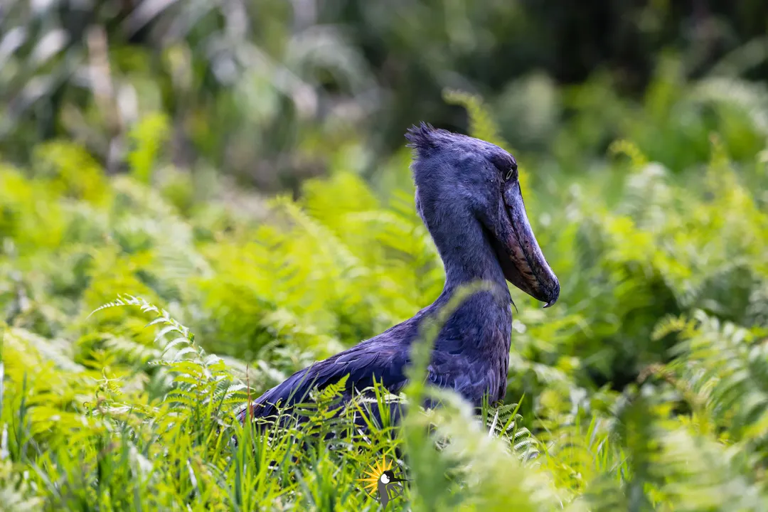 shoebill stork in Mabamba swamp