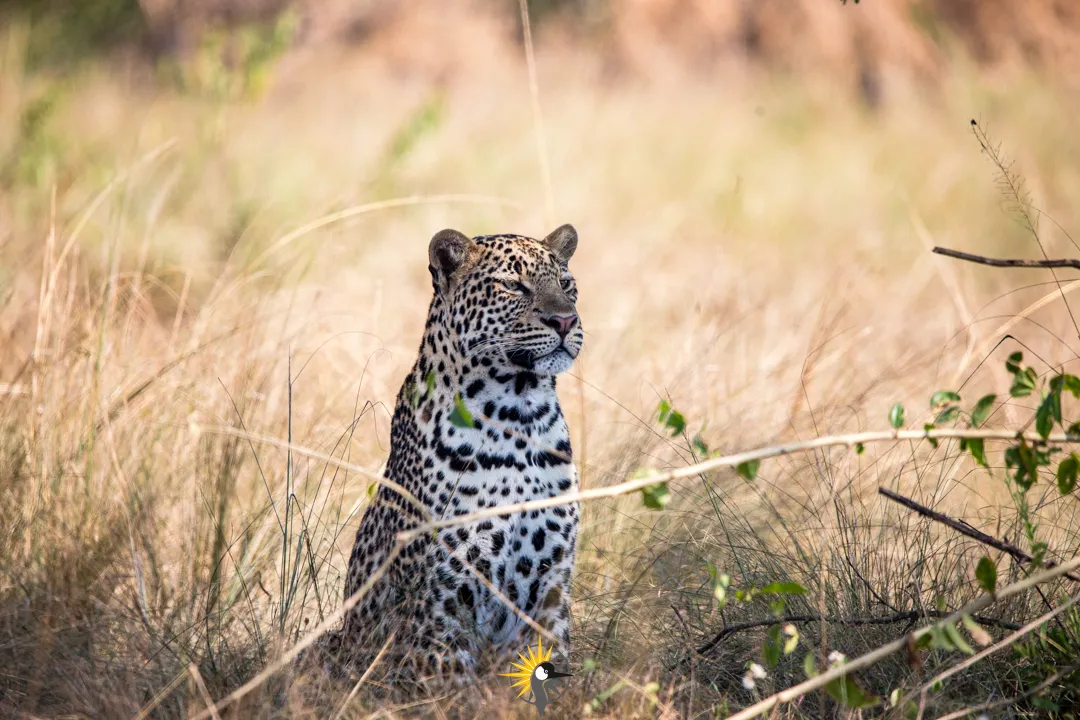 sitting Leopard