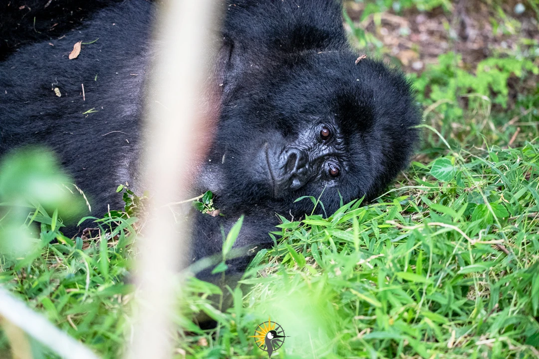 sleeping gorilla