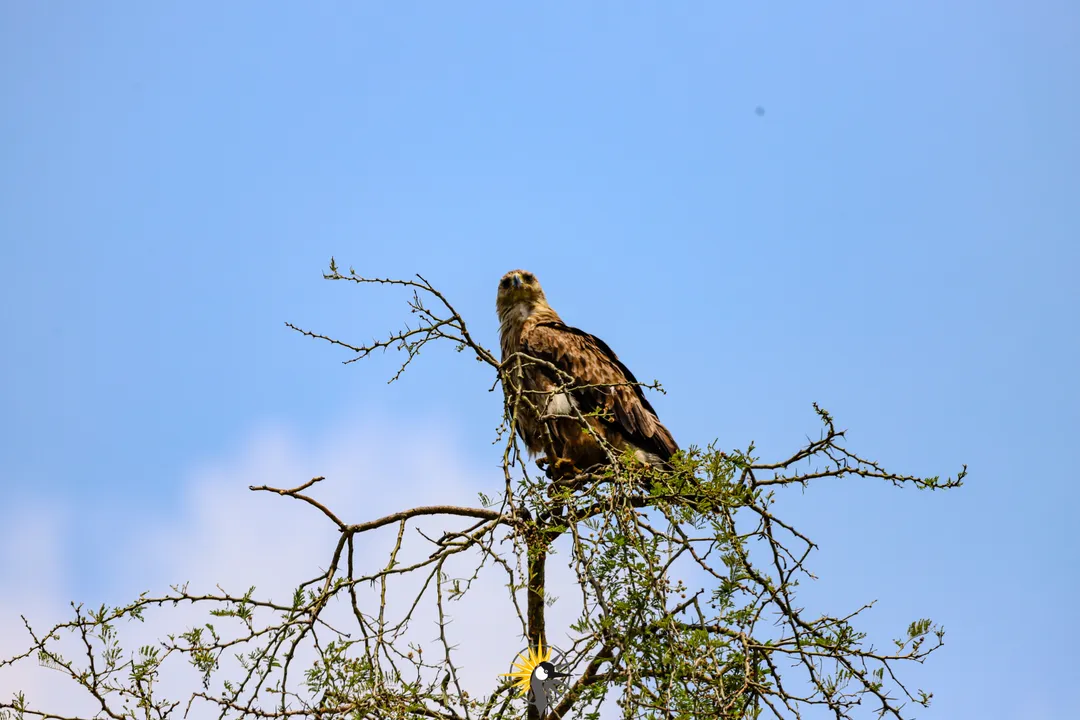 Tawny Eagle