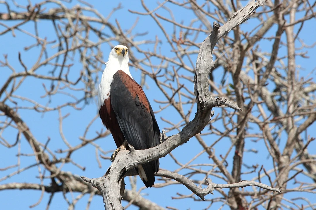 The African Fish Eagle