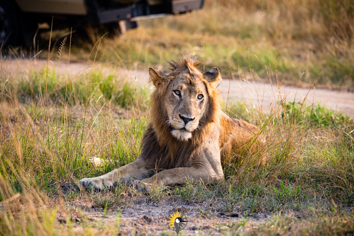  the African Lion
                              