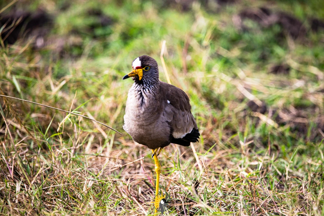 the African Wattled Lapwing