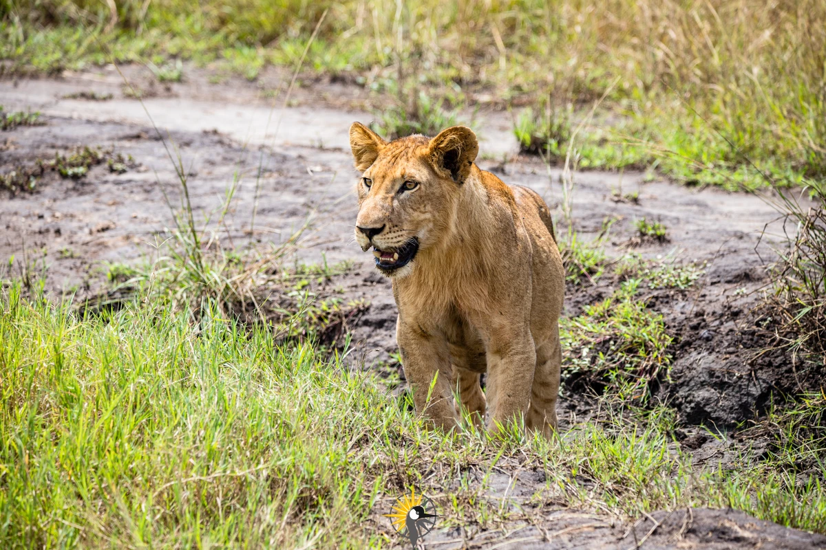 The lion in Kasenyi plains