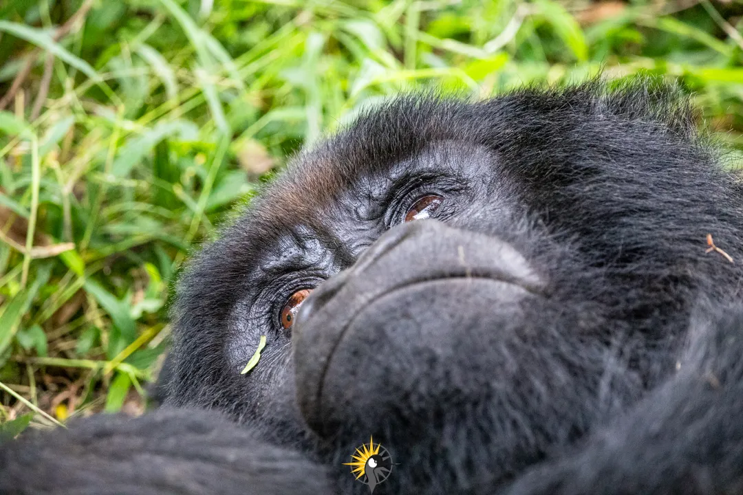 this a head of a gorilla