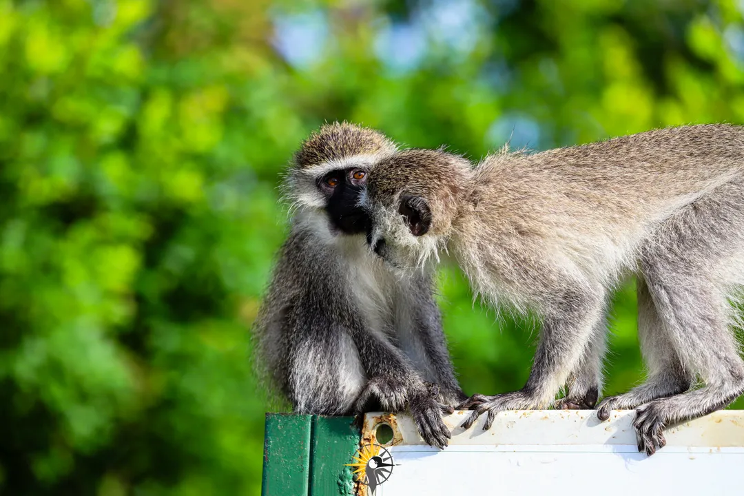 Vavet monkeys kissing