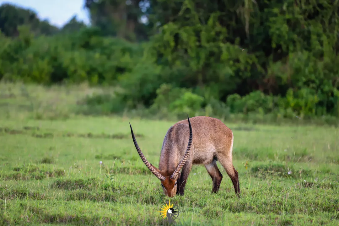 water buck grazing