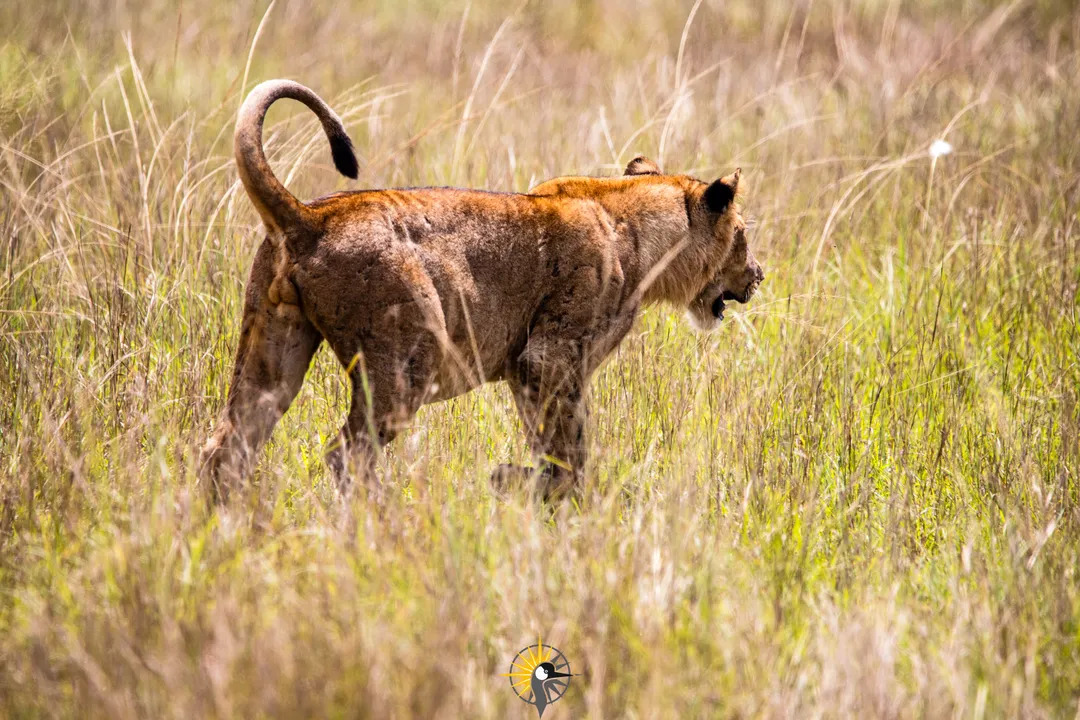 young lion