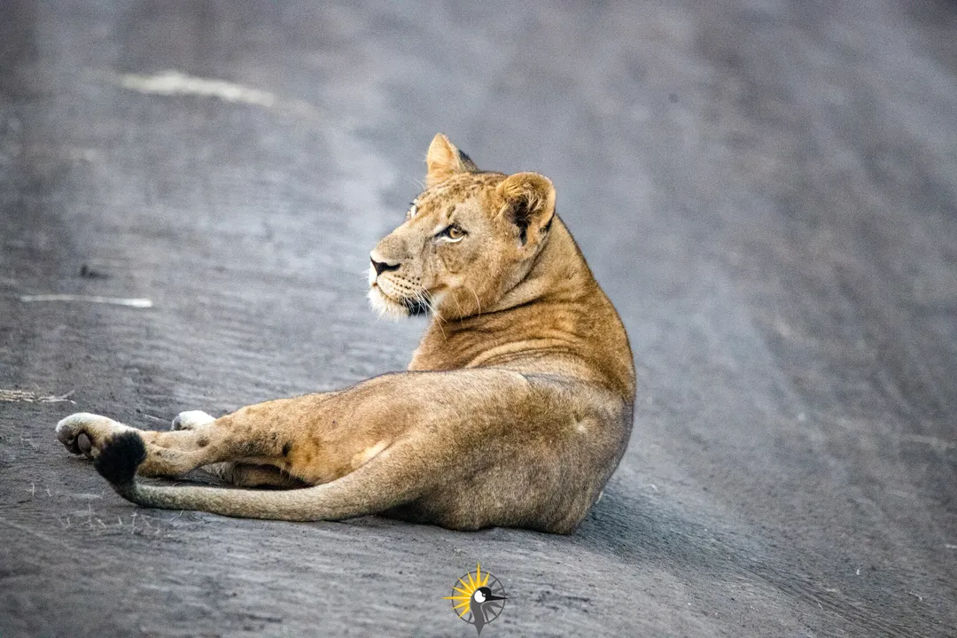 young lion lying on the road