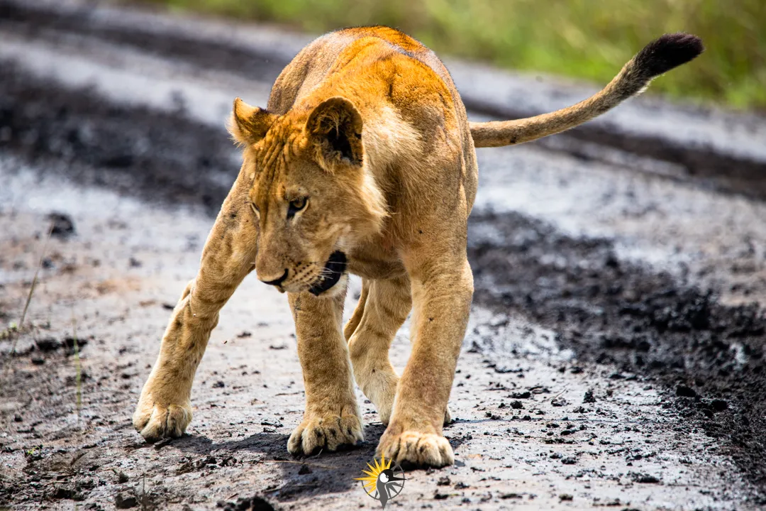 Young lion on the road