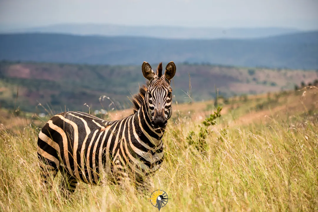 Zebra in Akagera national park