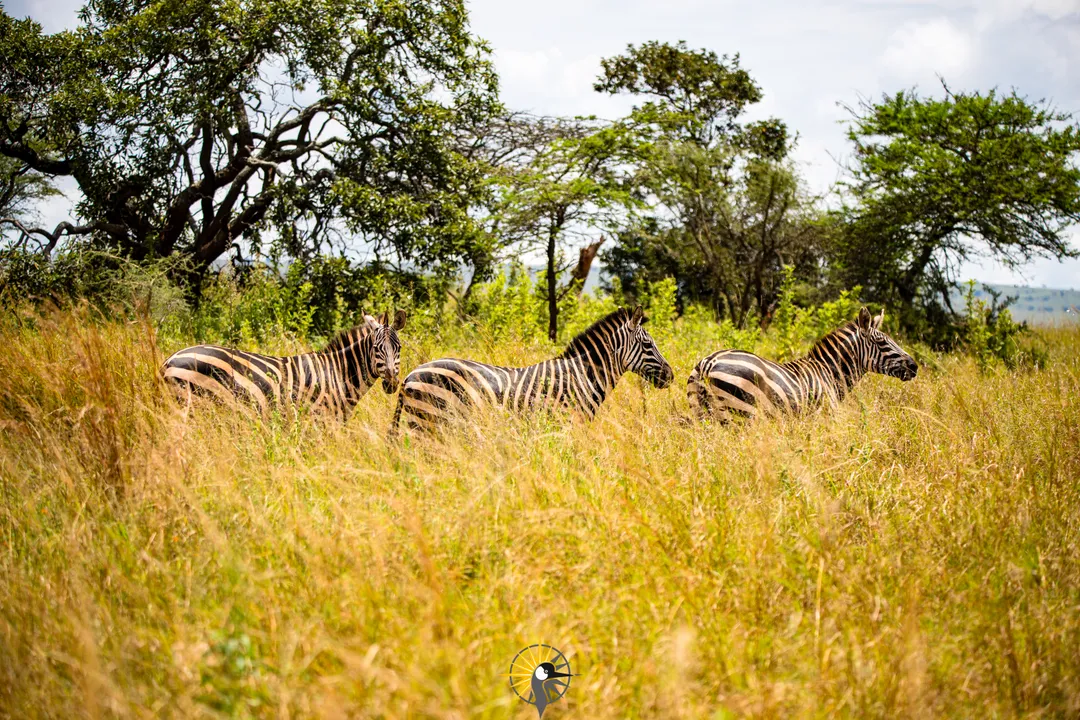 Zebra in Akagera National park